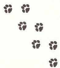 cat paw prints